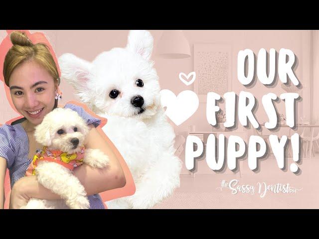 Bringing Home our first Bichon Frise Puppy + What to Prepare | TheSassyDentistPH