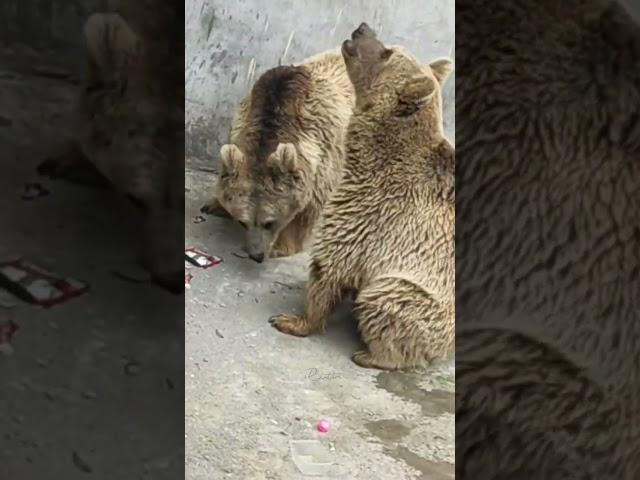 Syrian brown bearAnimal The video was taken inside the zoo 