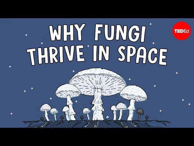 Why are scientists shooting mushrooms into space? - Shannon Odell