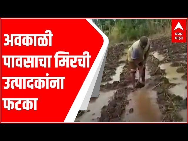 Raigad Rains : अवकाळी पावसाचा मिरची उत्पादकांना फटका ABP Majha