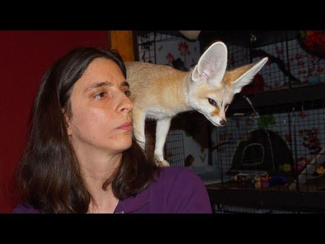 How To Get A Fennec Fox