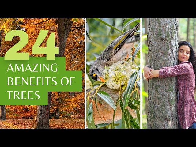 24 Amazing Benefits of Trees