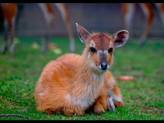 Idemo u Zoo: Šumska sitatunga