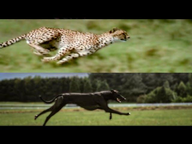 Cheetah vs Greyhound Speed Test | BBC Earth