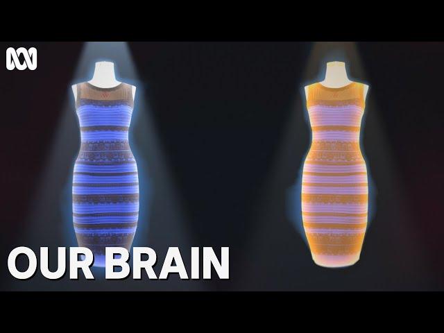 Why did some people see a gold and white dress? | Our Brain