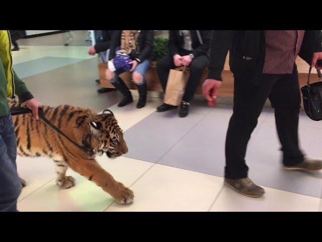 Tiger Walks on a Leash Through a Shopping Center || ViralHog