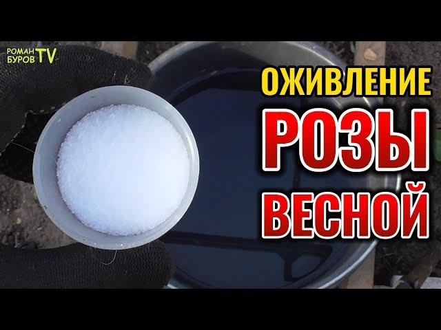 ВОТ КАК МОЖНО ОЖИВИТЬ РОЗЫ С ПОЧЕРНЕВШИМИ ПОСЛЕ ЗИМЫ ПОБЕГАМИ