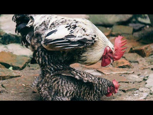 Rooster Group Mating With Single Hen & Chicken