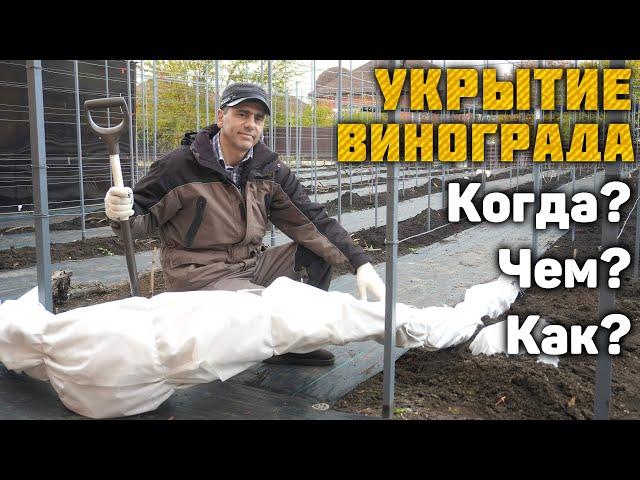 Укрытие винограда - Когда? Чем? Как?