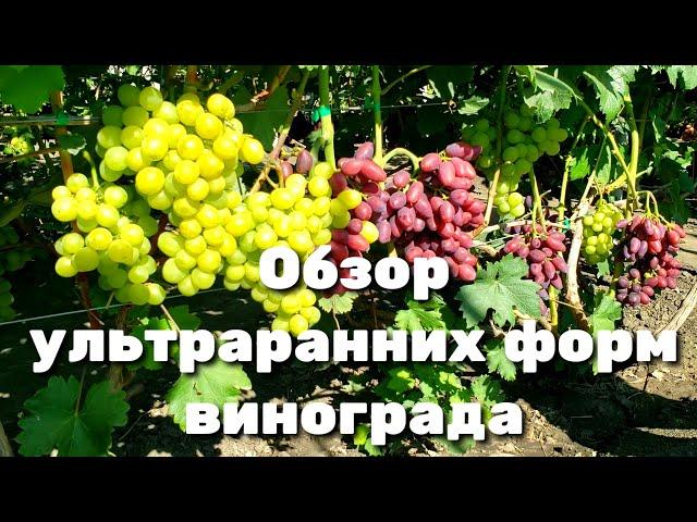 САМЫЙ большой обзор ультраранних форм винограда. Супер новинки и давно проверенные сорта