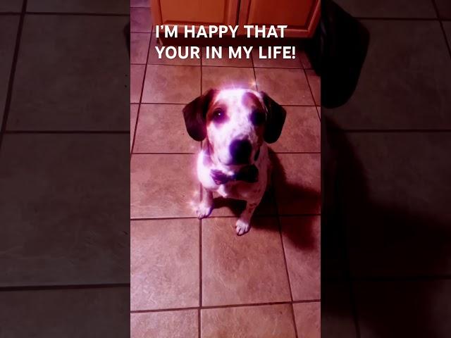 Send this to a friend ️ #dog