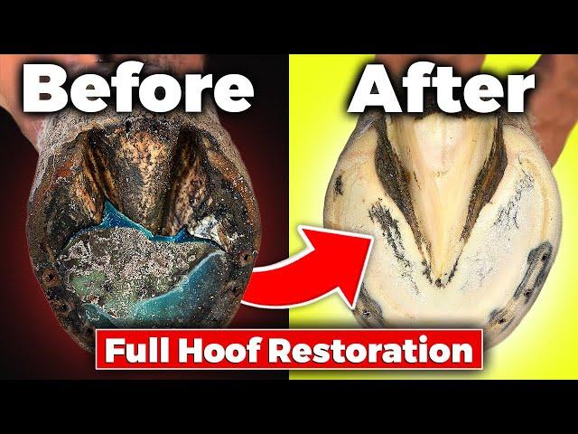 Farrier ASMR-Full Hoof Restoration Copper Sulfate Hoof Packing (Satisfying)