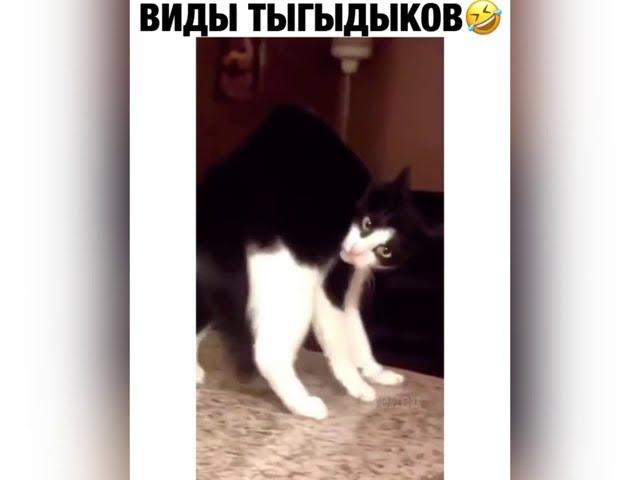 Виды ТыГыДыКоВ Как Котики скачут