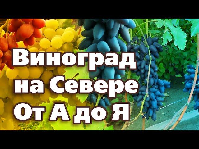 ВСЕ О ВЫРАЩИВАНИИ ВИНОГРАДА В СЕВЕРНЫХ САДАХ.  От посадки до укрытия