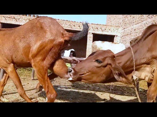 calf pulled the goat milk from behind