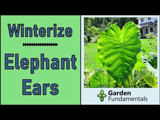 Best Method to Overwinter Elephant Ear Bulbs  Colocasia and Alocasia