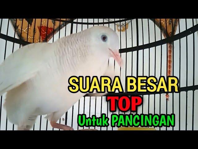 PERKUTUT PUTIH GACOR Suara Besar TOP UNTUK PANCINGAN