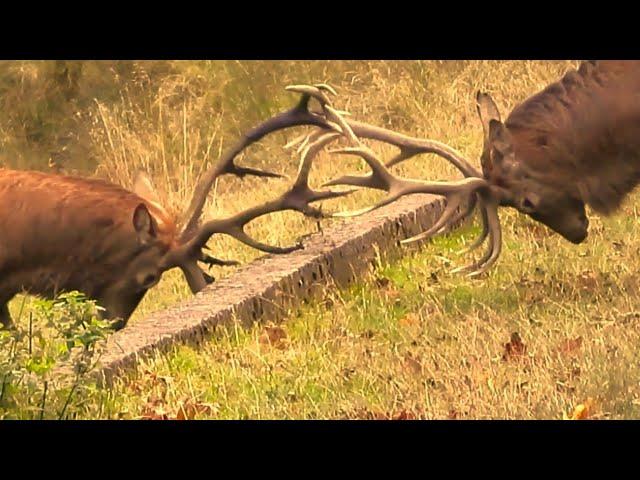 RED DEER RUT 2024  2 Huge Stags Contest the Woodland  Build up and Battle! 