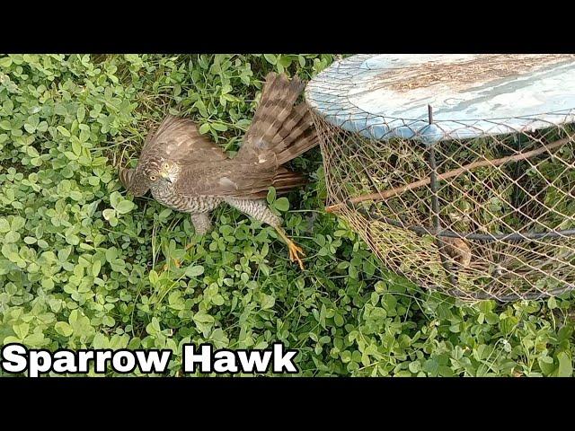 Hunt Birds tv Sparrow Hawk Trap New Juvenile Hawk hunt Birds 1000 Subscribe Give Me