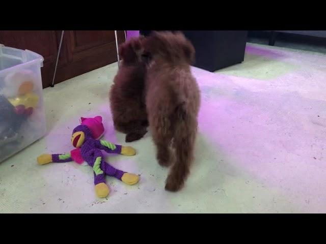 Red miniature  poodle female puppies.