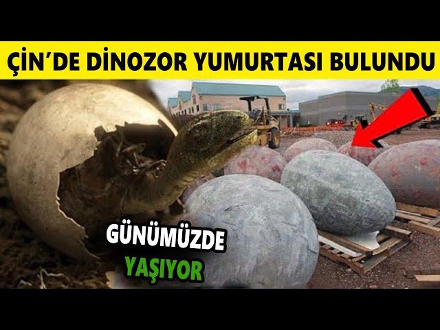 Çin'de Canlı Dinozor Yumurtası Bulundu !! Yoksa Yeniden Mi Canlanacaklar?