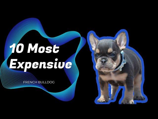 10 Most Expensive French Bulldog Sold