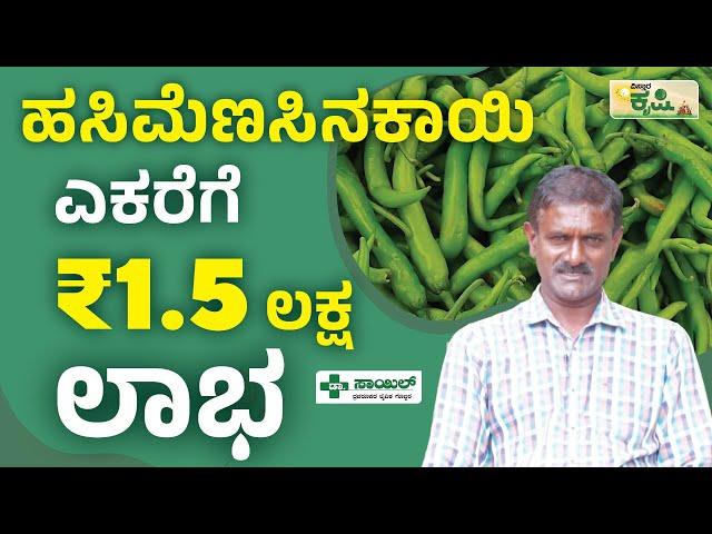 ಎಕರೆಗೆ 1.5 ಲಕ್ಷ ರೂ. ಲಾಭ | Green Chilli Farming In Kannada | Vistara Krishi | ಹಸಿ ಮೆಣಸಿನಕಾಯಿ ಕೃಷಿ