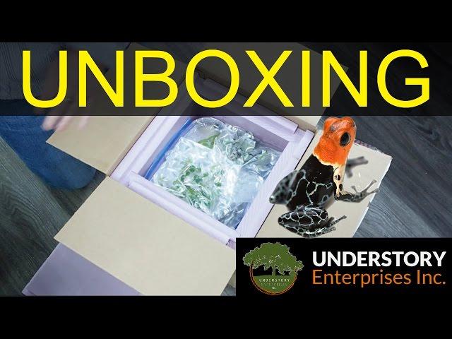 Huge Dart Frog Unboxing!! (Understory Enterprises)