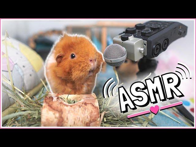 Morning ASMR: Relax with the Guinea Pigs.