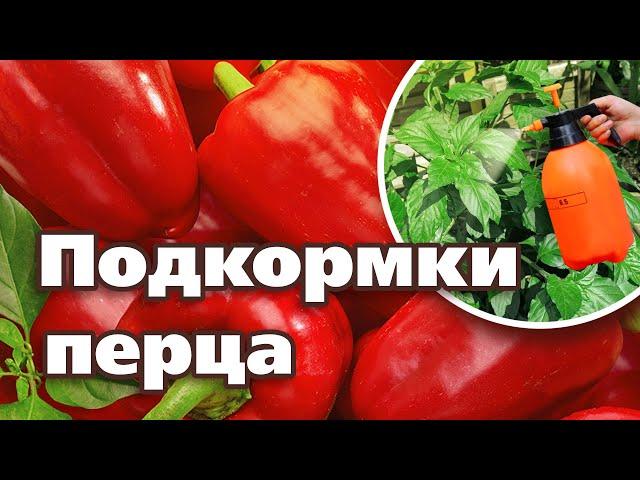 ПЕРЦА БУДЕТ МНОГО, ЕСЛИ ПОДКОРМИТЕ ПО ЭТОЙ СХЕМЕ