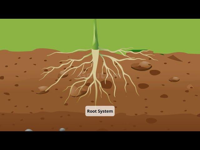 Roots and Shoots Systems in Plant