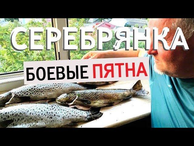 Речная КУМЖА. Вываживание фрикционом | Рыбалка на Кольском