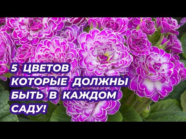 5 цветов которые обязательно должны быть в каждом саду!