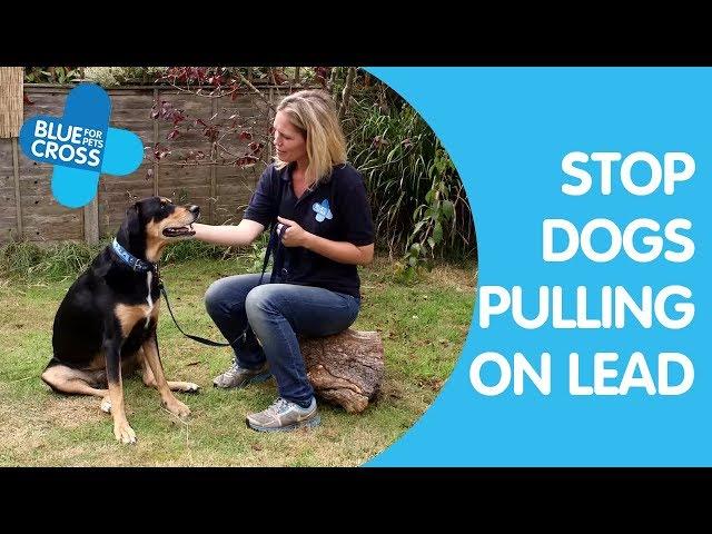 How To Stop Dog Pulling on Lead | Dog Trainings Tips | Blue Cross