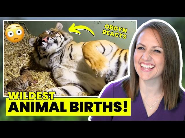 ObGyn Reacts: SHOCKING Animal Births