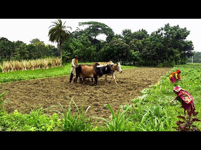 যশোরের কৃষিপ্রধান ধান্যপুরা গ্রাম || A Beautiful Agrobased Village in Bangladesh