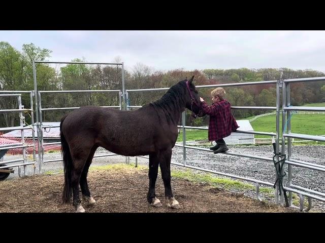 Wild Mustang & a boy