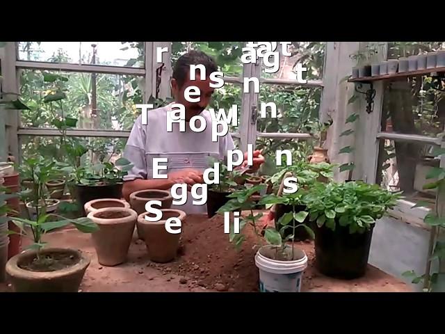 How to Transplant Eggplant Seedlings