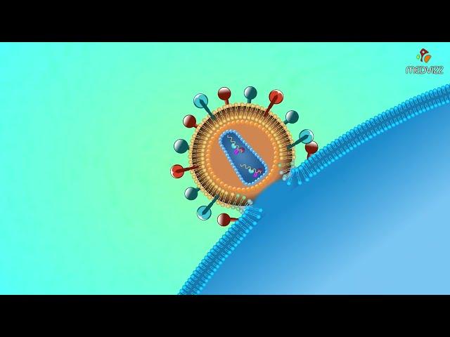 Quá trình nhân lên của Retrovirus HIV