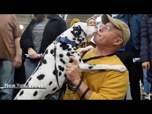 AKC American Kennel Club Meet The Breeds 2024 NYC January 27 2024