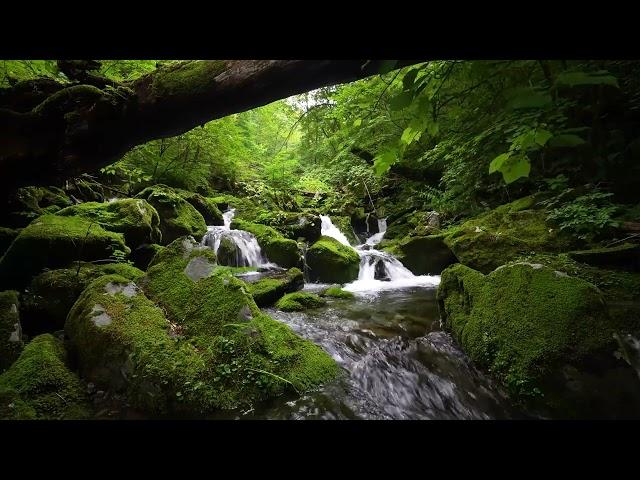 Natural Forest Sounds, Flowing Stream Water, Birds Chirping, ASMR