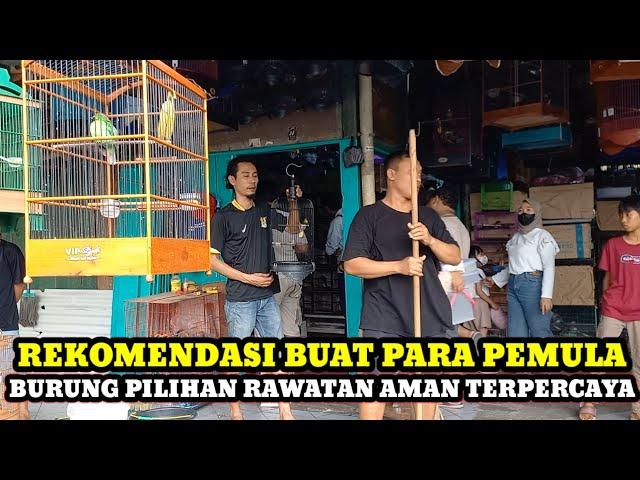 KIOS BURUNG REKOMENDASI BUAT PARA PEMULA!!UPDATE HARGA BURUNG DI PASAR BURUNG PRAMUKA KIOS RAJAKICAU