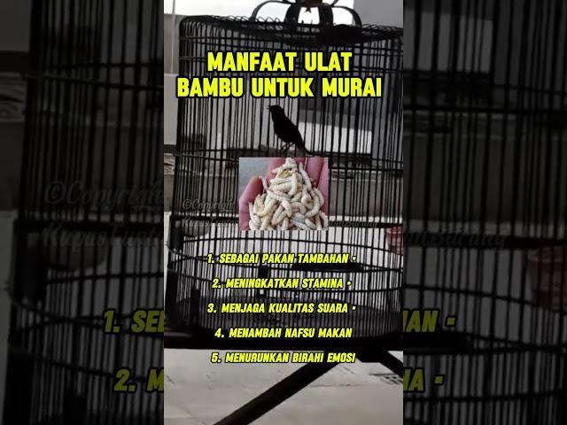 Manfaat ulat bambu untuk murai