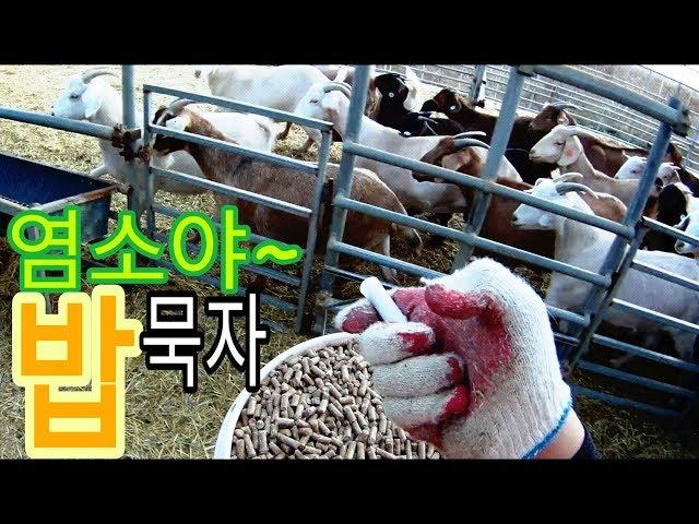 서울촌놈 귀농 24시-염소밥주기(Feeding Goat)와 임신중독(Goat Ketosis)