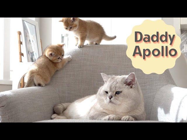 Meowing British shorthair cat Apollo and his kittens