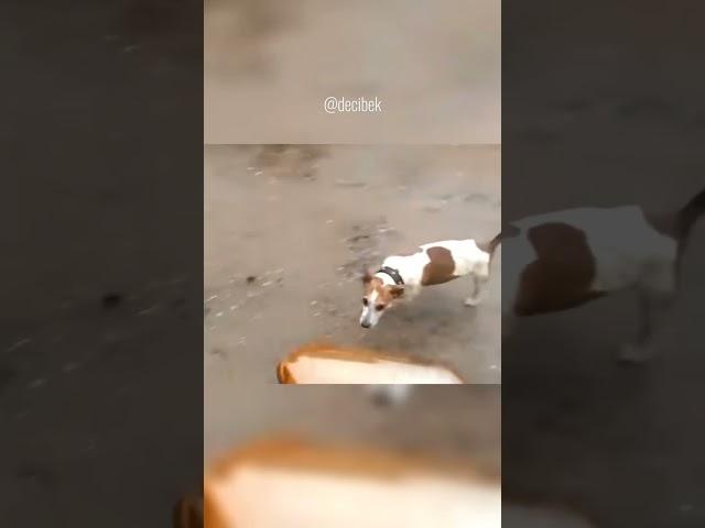 Собака и Кега #shorts #dog