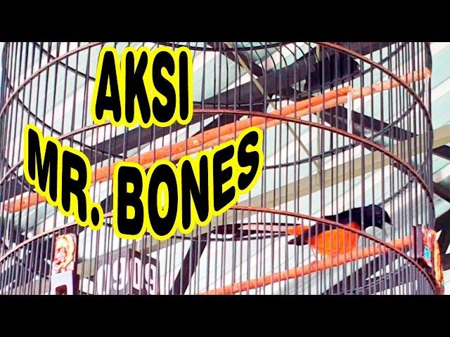 Aksi Murai Batu Borneo Harga 100 Juta | Murai Juara Legendaris Kal-Bar Mr. Bones