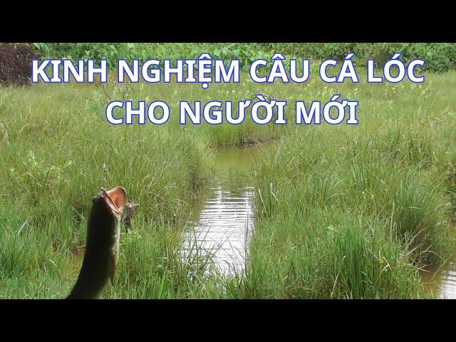 KINH NGHIỆM CÂU CÁ LÓC BẰNG MỒI HƠI CHO NGƯỜI MỚI huynhvananfishing