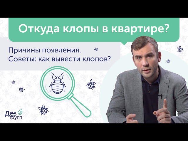 Откуда клопы в квартире: как избавиться от клопов  Обработка от клопов