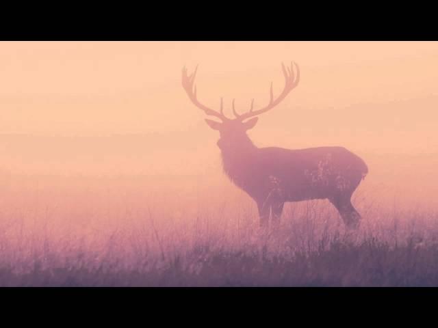 Petit Biscuit - Palms